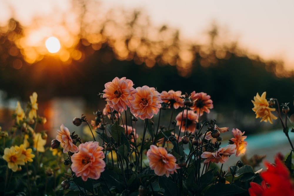 As always, flowers rank highly amongst gifts for Mother's Day in 2020