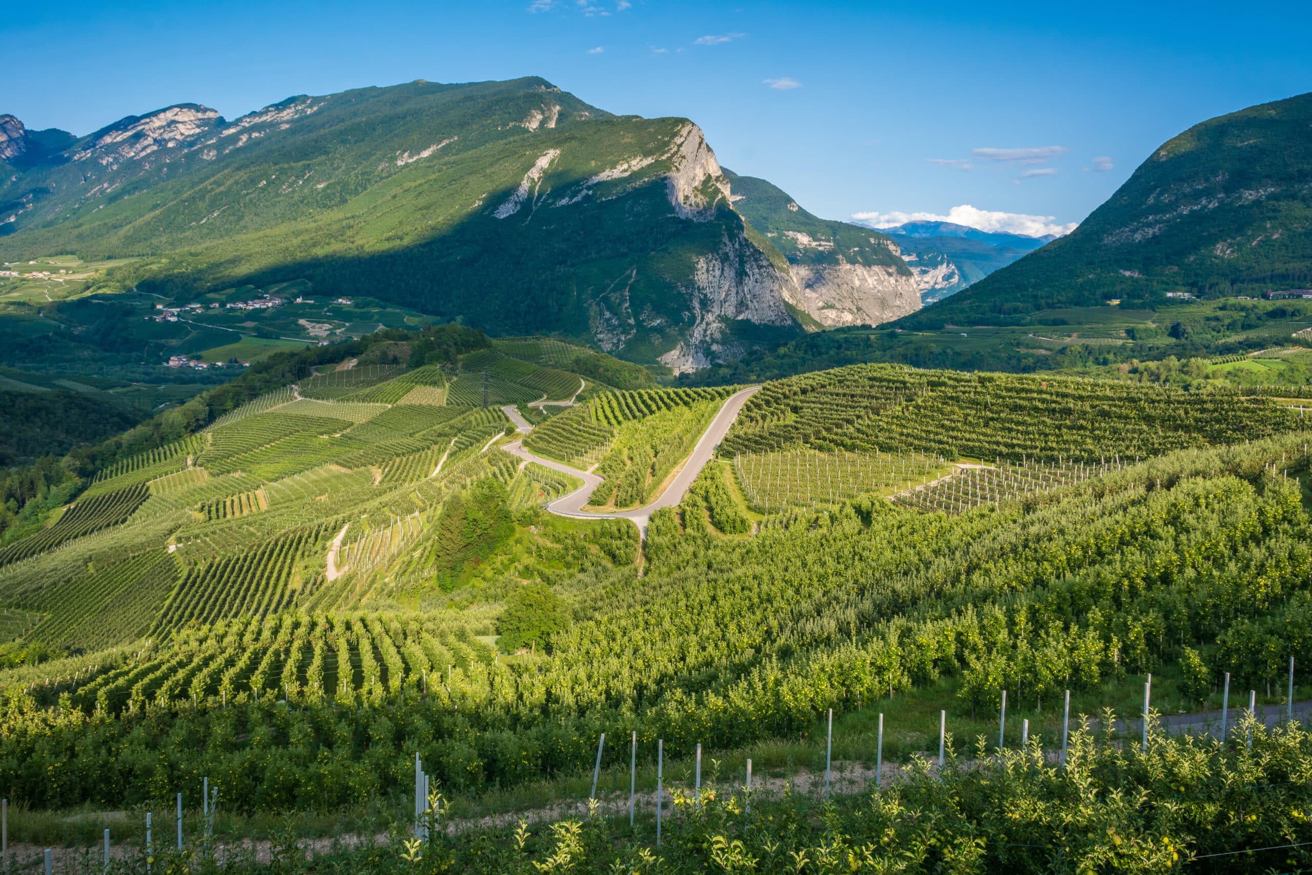 View,Down,The,Idyllic,Vineyards,And,Fruit,Orchards,Of,Trentino